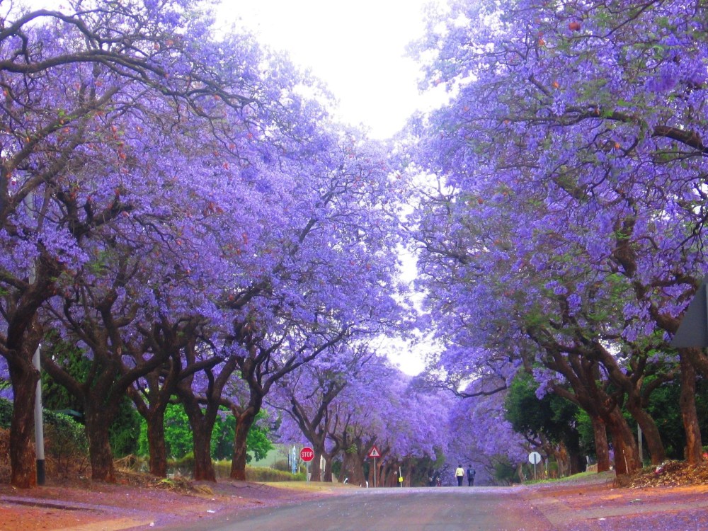 The World Postcard-trees-1